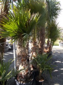 Washingtonia Robusta  torzs 80 cm_2018